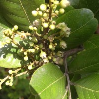 Sapindus emarginatus Vahl